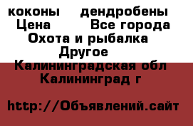 коконы    дендробены › Цена ­ 25 - Все города Охота и рыбалка » Другое   . Калининградская обл.,Калининград г.